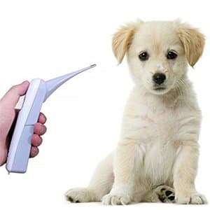 Entero Digital Vet Thermometer for Animals (Professional Veterinary Thermometer)